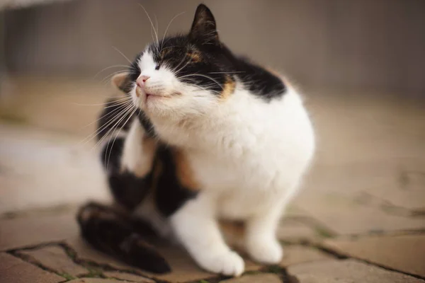 Grote pluizige driekleurige kattenpoot krassen achter het oor. Vlooien en teken bij huisdieren — Stockfoto