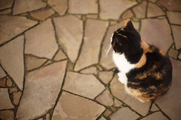 Grande gato tricolor fofo sentado no chão de pedra ao ar livre — Fotografia de Stock