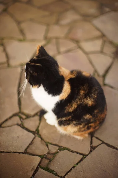 Gato tricolor fofo sentado na estrada de mosaico de pedra. Vista lateral. — Fotografia de Stock