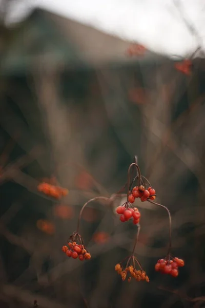 Weißdornstrauch mit roten Beeren in einem ländlichen Garten — Stockfoto