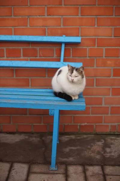 Weiß gefleckte Katze ruht auf der blauen Holzbank — Stockfoto