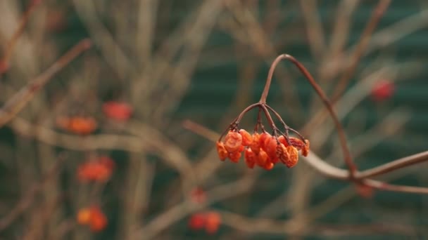 Ένας Θάμνος Χόθορν Κόκκινα Μούρα Στον Κήπο Πράσινος Φράχτης Στο — Αρχείο Βίντεο