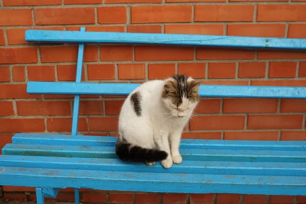 悲しい白い斑点猫座って上の青い木製のベンチ — ストック写真