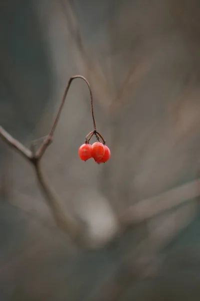 Weißdornbusch Zweig Nahaufnahme Mit Drei Roten Beeren — Stockfoto