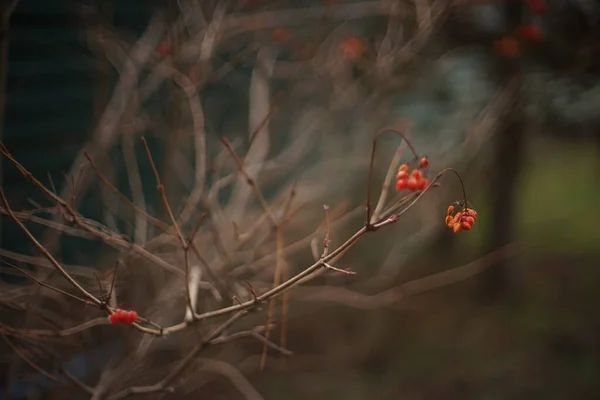 Weißdornbusch Zweig Mit Roten Beeren Wächst Dunklen Garten — Stockfoto