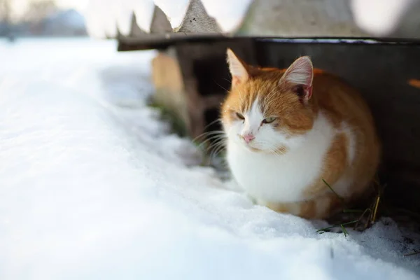 Bolyhos Vörös Macska Pihent Téli Kertben — Stock Fotó