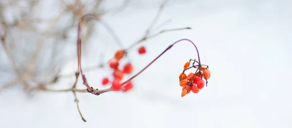 Weißdornzweig Nahaufnahme Mit Roten Beeren Einem Weißen Schneebedeckten Garten — Stockfoto