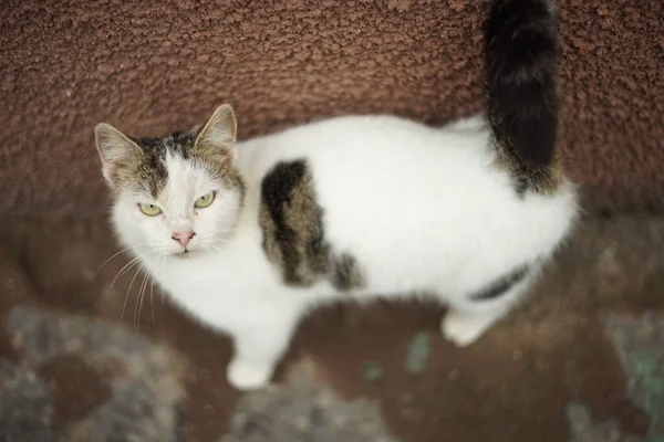 Cute White Spotted Cat Portrait Building — Stock Photo, Image