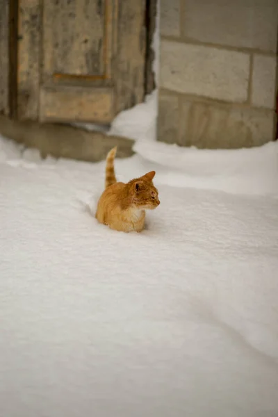 Ginger Cat Walking Deep Snow Winter Swimming — Stock Photo, Image