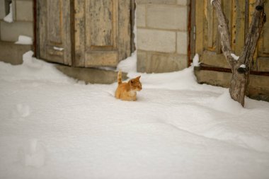 Kızıl kedi derin karda yürüyor. Kış yüzme.