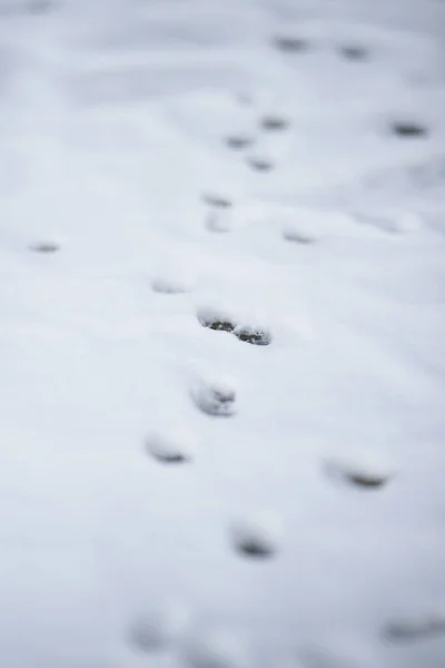 白い雪の中で足のプリントと冬の背景 — ストック写真