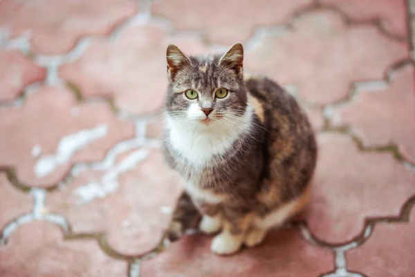 冬天的时候 可爱的三色猫躺在红色的铺着瓷砖的人行道上 猫在户外放松 — 图库照片