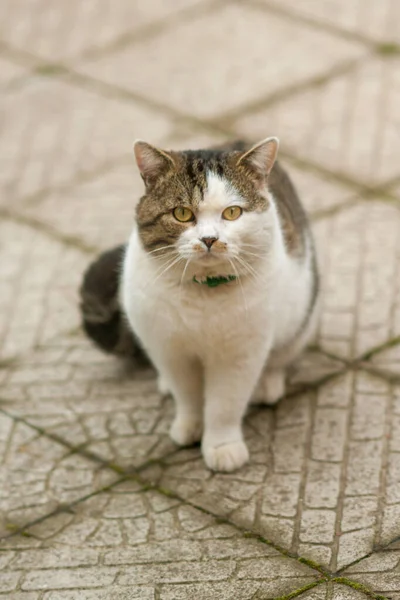 Tabby Λευκό Μεγάλη Γάτα Ένα Κολάρο Κάθεται Ένα Βρεγμένο Πλακάκι — Φωτογραφία Αρχείου