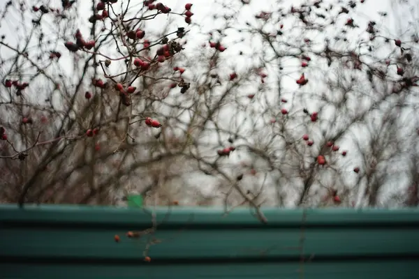 赤い果実のあるバラの茂みは緑のフェンスで庭で成長します — ストック写真