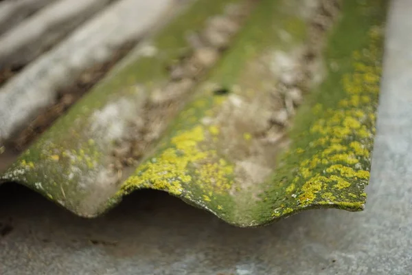 Zielony Mech Żółte Porosty Starej Azbestowej Blasze Cementowej — Zdjęcie stockowe