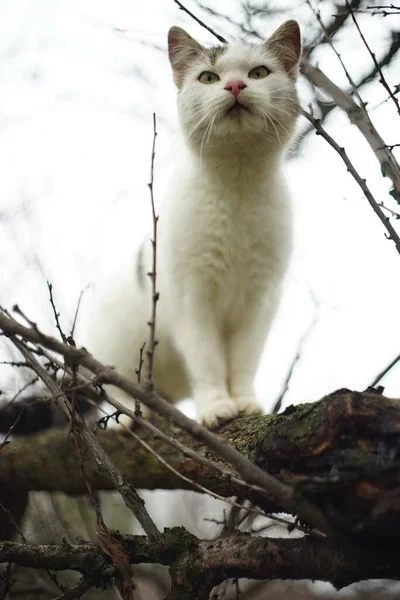 Vita Kissen Leker Ett Träd Mot Himlen Katt Klättrar Torra — Stockfoto