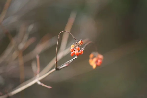 Weißdorn Rote Beeren Auf Dem Buschzweig Verschwommenem Bokeh — Stockfoto