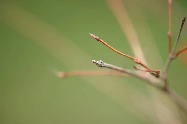 Thin Bush Branch Blurred Green Bokeh — Stock Photo, Image