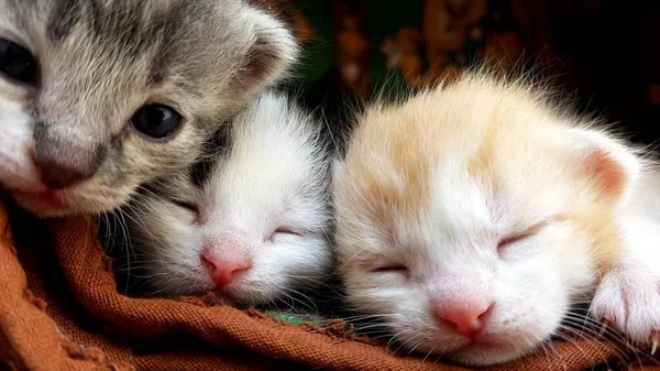 Deux Mignons Petits Chatons Dorment Gros Plan Petits Chats Visages — Photo