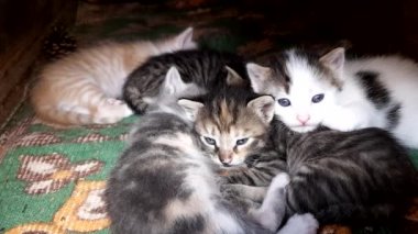 Küçük kedicikler uykuya dalıyor ve şimdiden birbirlerinin kollarında uyuyorlar. İki mavi gözlü kedi yavrusunun güzel görünüşü.