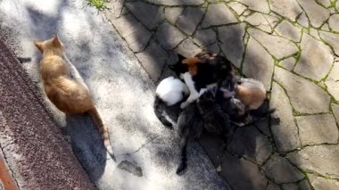 Üç renkli bir kedi beş yavrusunu sütle besler. Baba kedi güneşli bir günün yanında oturur..