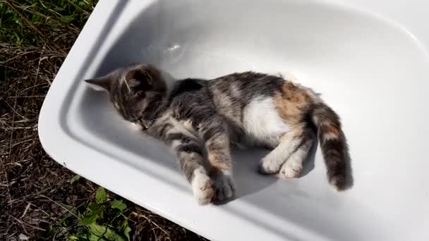 tricolor szürke tortie cica mossa testét a fürdőkádban a természetben.