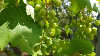 Genç yeşil üzüm asması ve taze yapraklar yaz bahçesindeki dalda asılı..