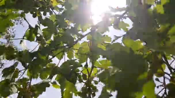 Young green grape hang on the branch with sun rays. — Stock Video