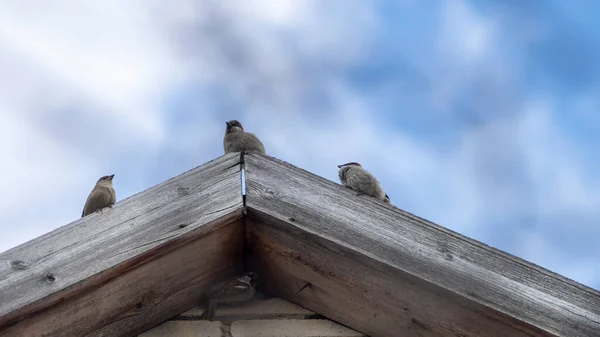 Moineaux Assis Sur Toit Maison Fond Bleu Ciel — Photo