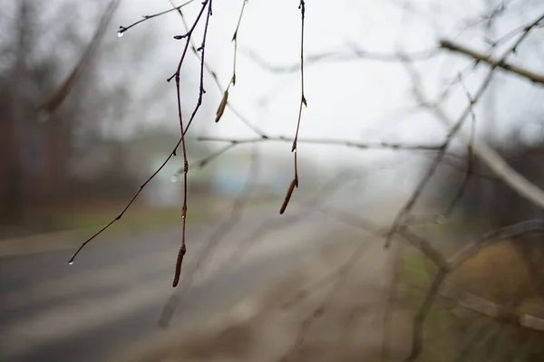 Branche Bouleau Avec Des Gouttes Pluie Dans Brouillard Jour — Photo