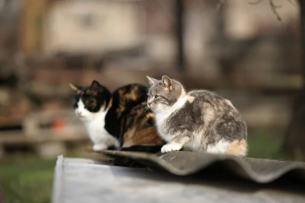 Twee Driekleurige Katten Grijs Zwart Zitten Het Oude Dak Zonnige — Stockfoto