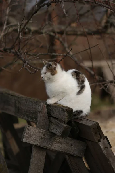 Beyaz Benekli Kedi Bahar Bahçesindeki Eski Tahtalarda Oturuyor — Stok fotoğraf