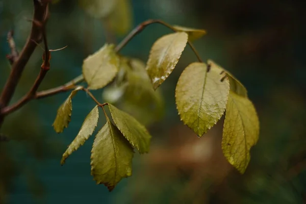 Wet Rose Leaves Spring Garden Closeup — Stock Photo, Image