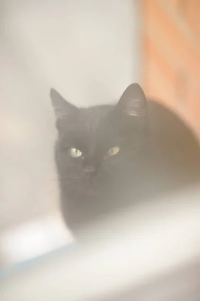 Fekete Macska Zöld Szemekkel Puha Portré Közelről — Stock Fotó
