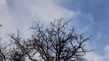 Mavi bulutlu gökyüzünde çıplak ağaç silueti