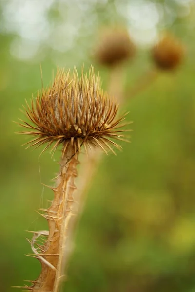 Dry Sharp Brown Plant Thorn Growing Autumn Macro Image — Stock Photo, Image