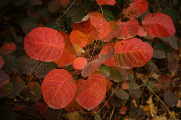 Vivid Red Autumnal Leaves Tree Branch Forest — Stock Photo, Image