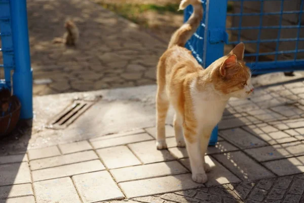 Schöne Ingwer Weiße Katze Geht Der Nähe Von Blauen Maschendrahtzaun — Stockfoto