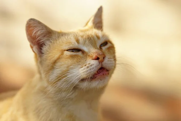 在室外阳光灿烂的日子里 金猫快乐地微笑着画像 — 图库照片