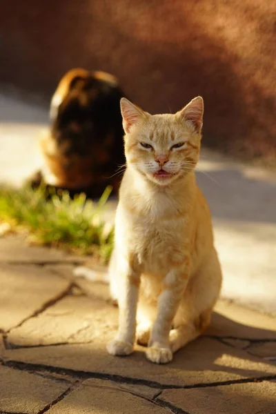 Gelukkig Gouden Kat Zittend Zonnige Zomertuin — Stockfoto