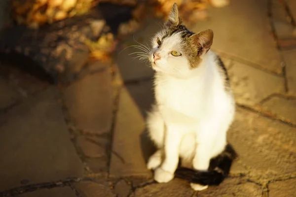 Retrato Gato Manchado Branco Jardim Outono Ensolarado — Fotografia de Stock