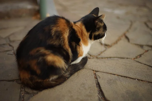 Tricolor Katze Entspannen Abend Sommertag Auf Dem Bürgersteig Seitenansicht Nahaufnahme — Stockfoto