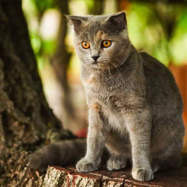 Härlig Sköldpadda Brittisk Katt Sitter Trädet Stubbe — Stockfoto