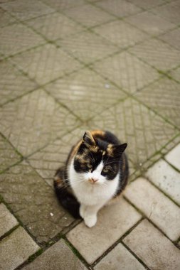 Üç renkli Marki Kitty dışarıda, taş zeminde oturuyor..