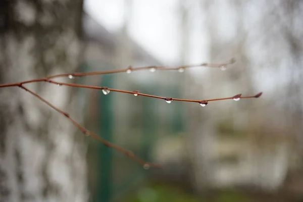 Birch branch with rain drops cloudy weather