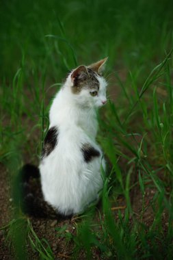 Yaz bahçesinde yeşil çimlerin üzerinde oturan beyaz benekli kedi. Arka plan