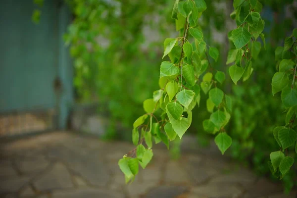 birch tree branch with fresh green leaves near fence.