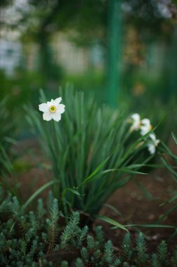 Beyaz nergis çiçekleri bahar bahçesinde çiçek açar..
