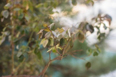 Kış bahçesinde yeşil yapraklı gül çalısı, yakın plan.
