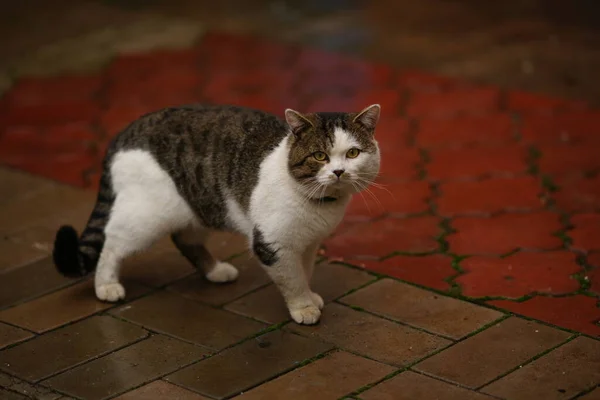 Tabby white big cat in a collar walk on a wet tiled sidewalk